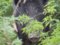 14292400_724578124346734_5775361402058076833_n