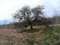 Vadkörtefa-Ódry Terézia fotója